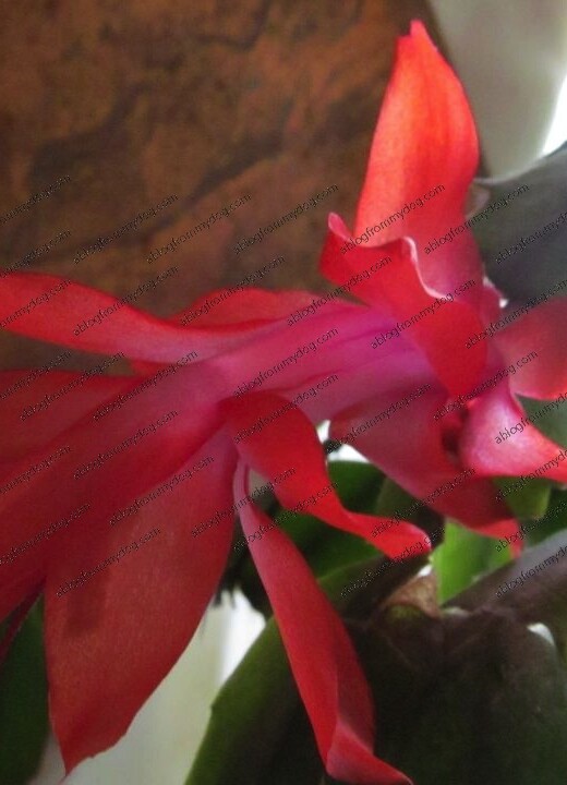 Christmas Cactus - Schlumbergera