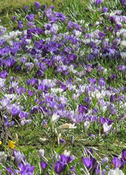 Purple and white crocus flowers