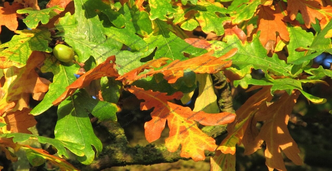 Autumn colours in Carlisle