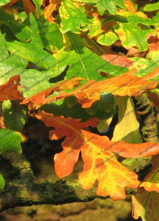 Autumn colours in Carlisle