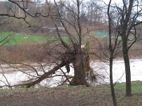 Tree broken by the wind