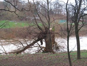 Tree broken by the wind