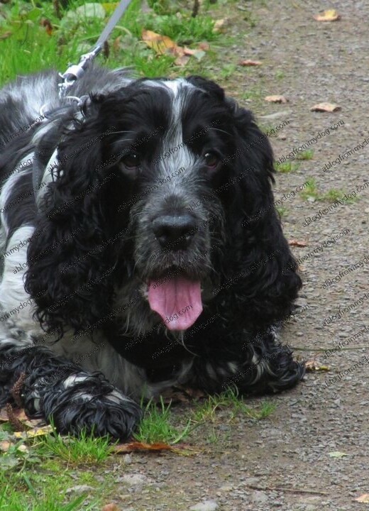 Charlie takes a rest during a walk