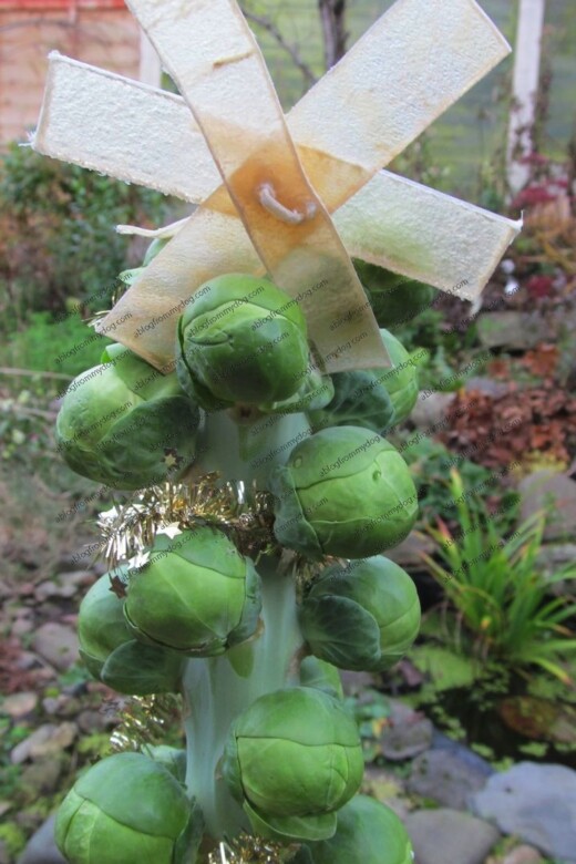 A sprout Christmas Tree
