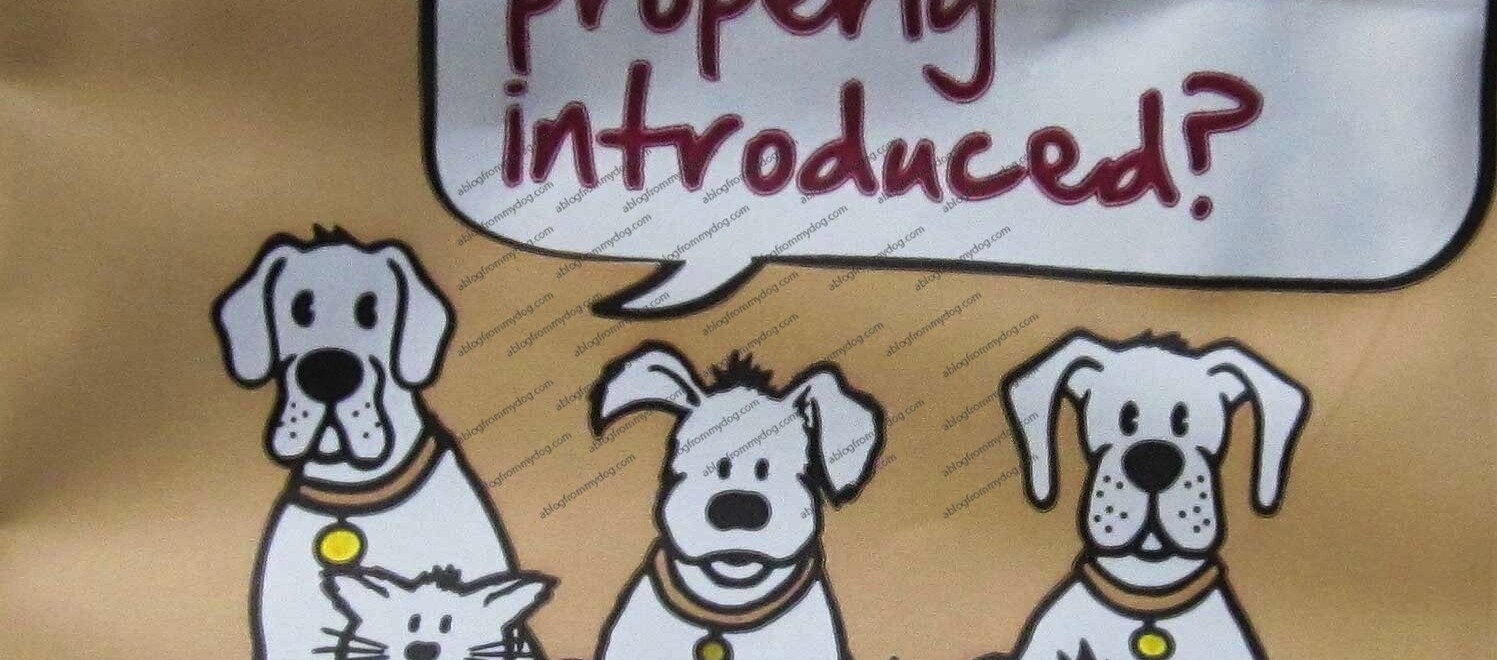 Barking HeadsHave we been properly introduced?