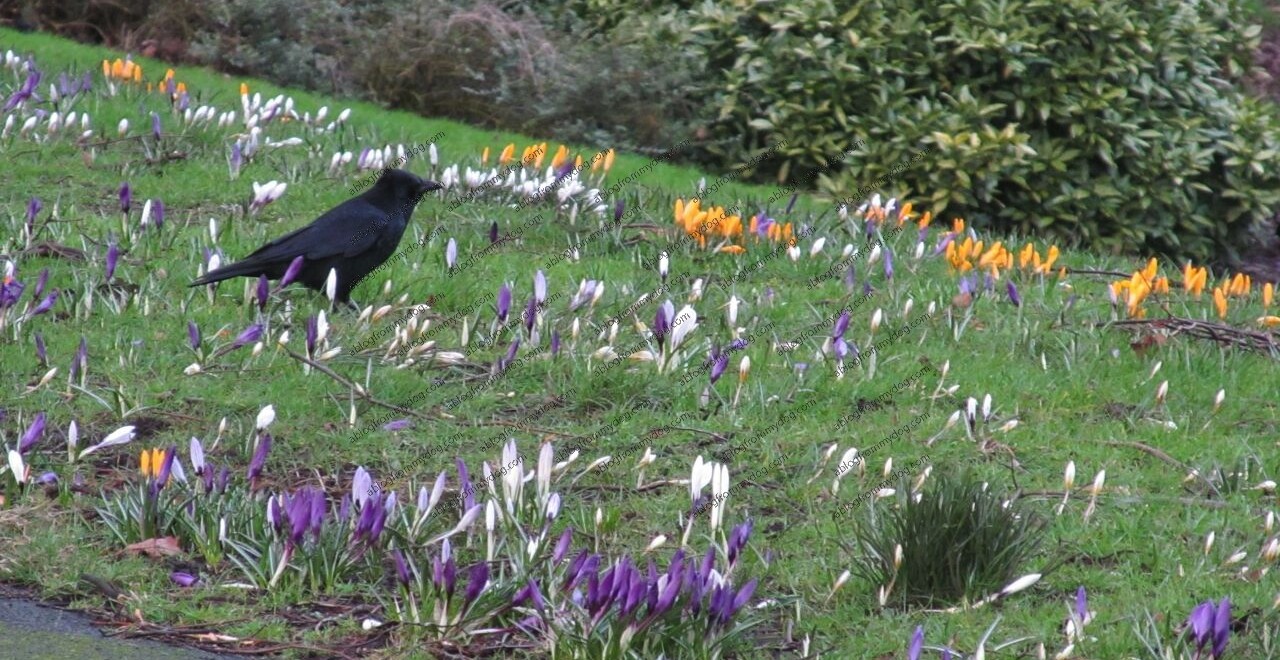 Crocus in Victoria Park, Carlisle