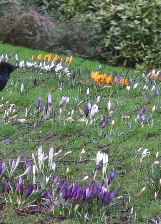 Crocus in Victoria Park, Carlisle