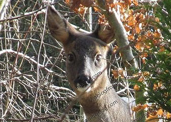 Wild deer photographed in Carlisle