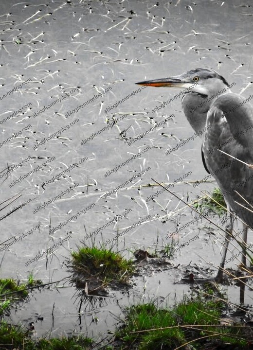 Heron in Rickerby Park, Carlisle
