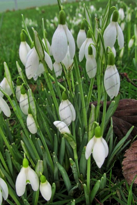 Snowdrops in Victoria Park, Carlisle