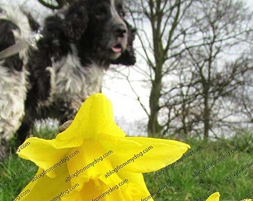 Daffodils in the morning sunshine