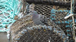 Guarding the lobster pots