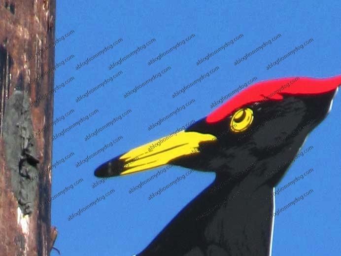 The Black woodpecker decoy helps prevent damage to wooden transmission poles