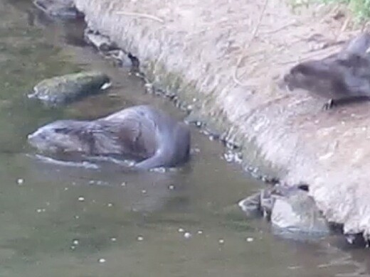 Otters in Carlisle, Cumbria