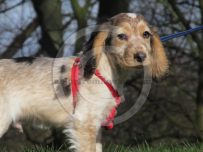 Rufus goes for his first walk in the park