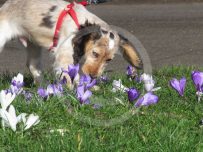 Rufus sniffs the crocus
