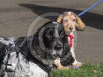 Rufus enjoys his first park walk with Charlie
