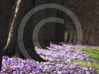Lots and lots of purple crocus