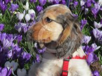 Rufus in the park