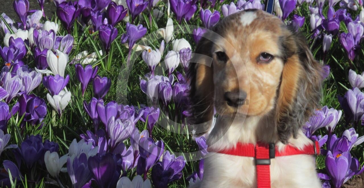 Rufus goes for first walk in public