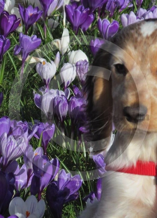 Rufus goes for first walk in public