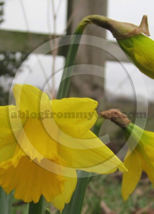 First daffodil flowers of 2015