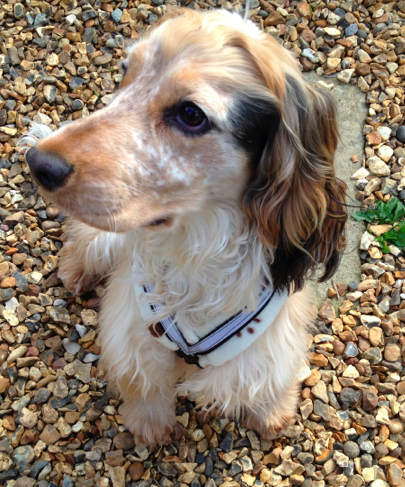 Rufus in his new Cosy Dogs harness