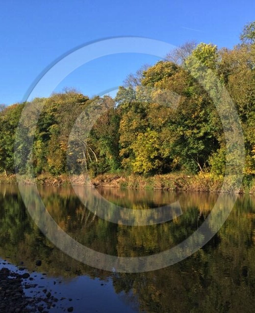 Autumn colours on the banks of the River Eden in Carlisle