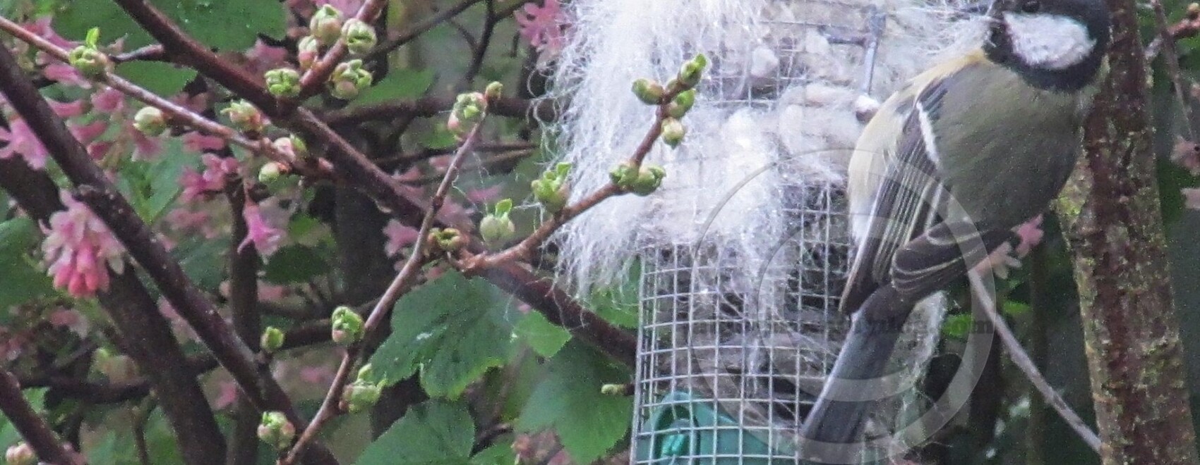 Garden birds gather our fluff for their nests