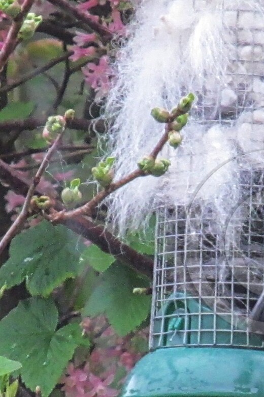 Garden birds gather our fluff for their nests